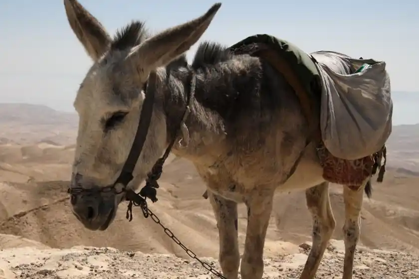 Error of Balaam