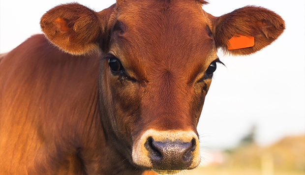 Mystery of the Red Heifer