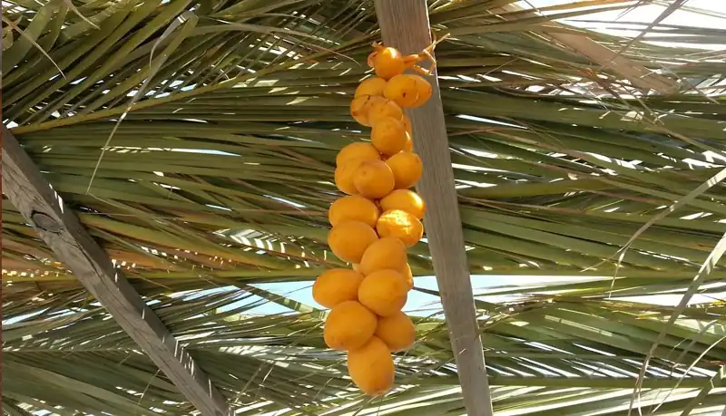 Sukkot: Guests for Dinner