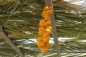Sukkot: Guests for Dinner