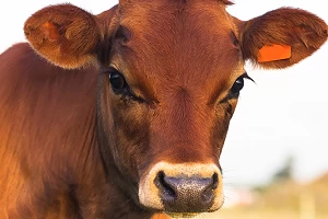 Mystery of the Red Heifer